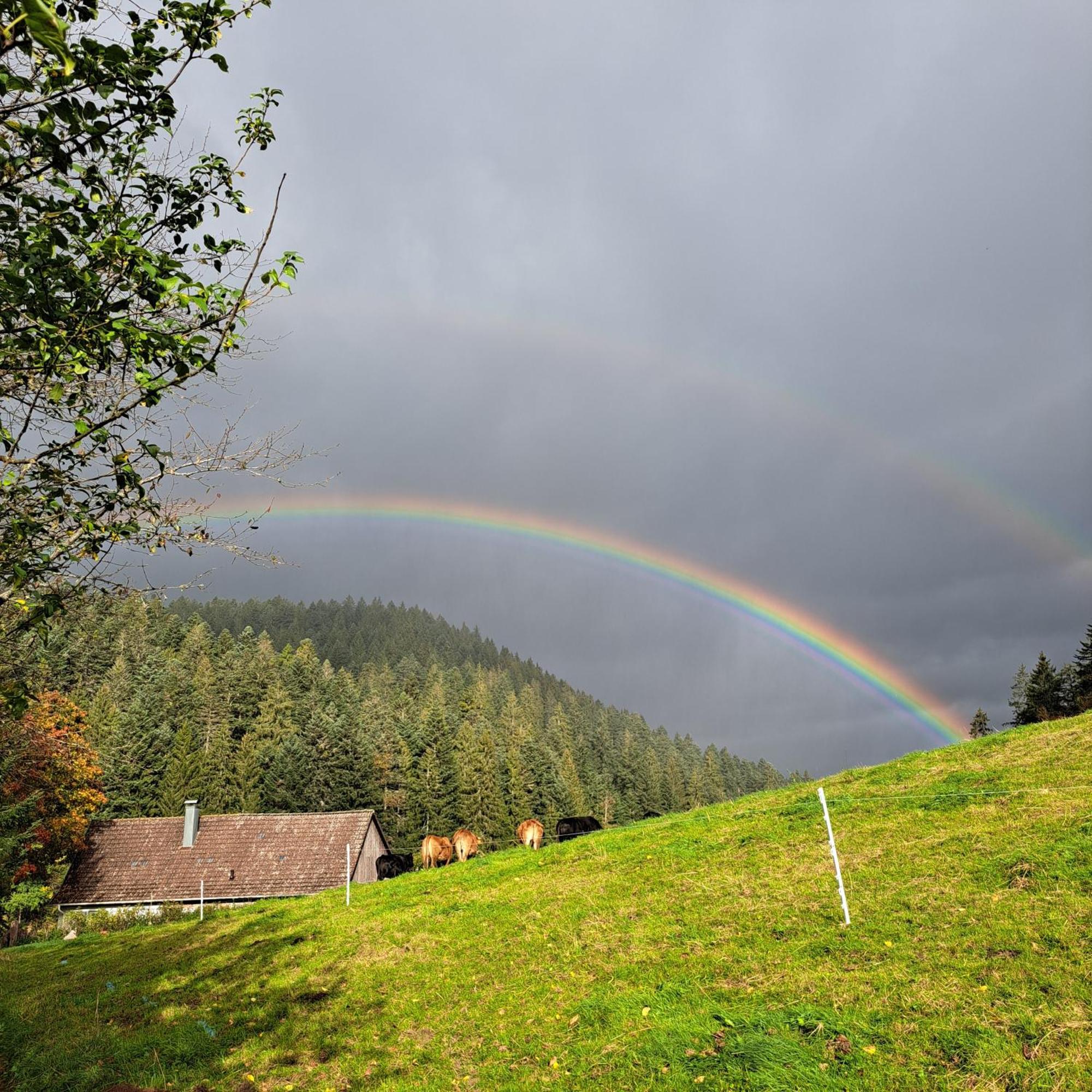 Ferienhaus Schwarzwald Seewald Erzgrube Badesee 100% Natur Exterior foto