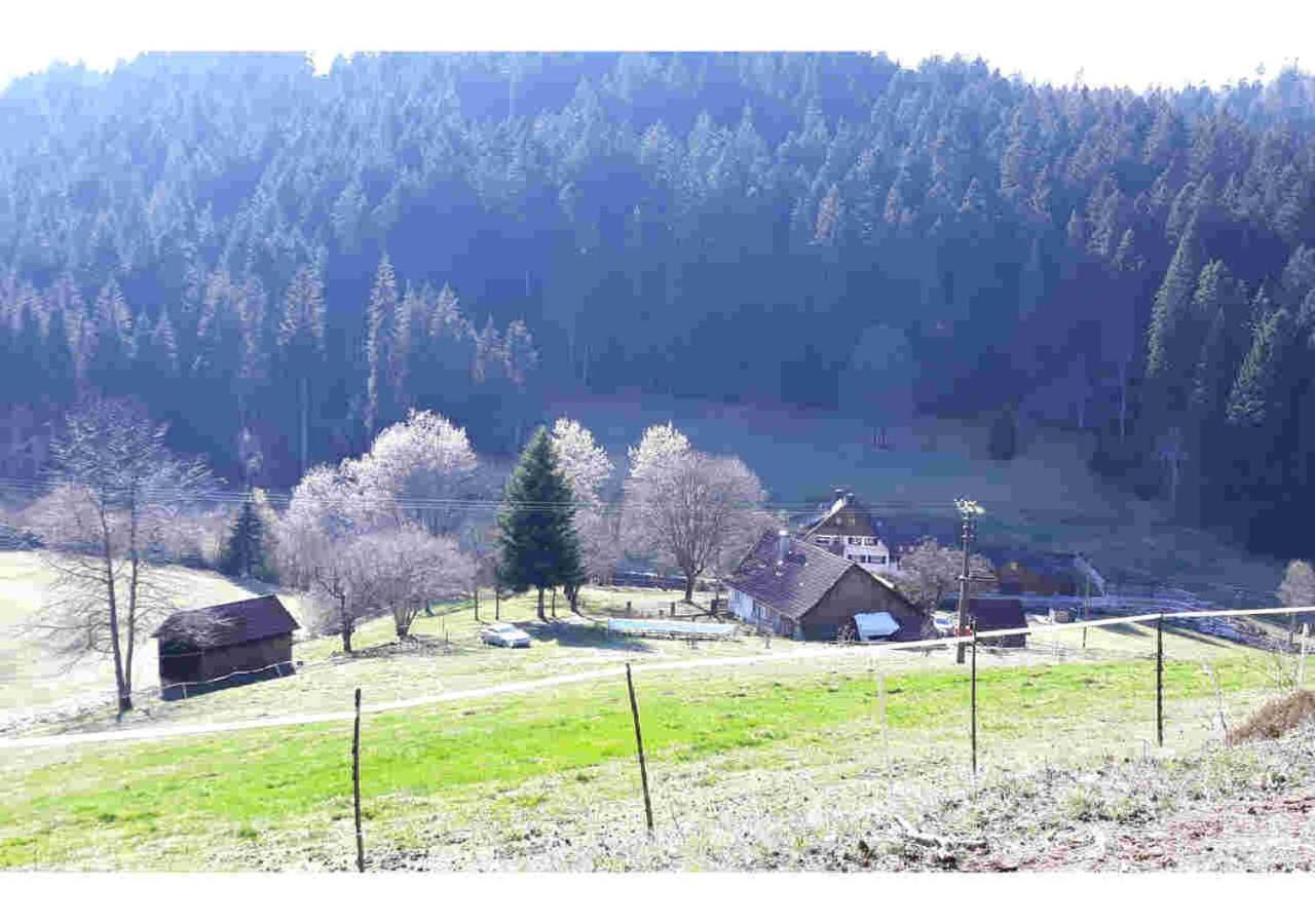 Ferienhaus Schwarzwald Seewald Erzgrube Badesee 100% Natur Exterior foto